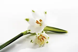 Cut Out Flowers Impressions: Spring Snowflake