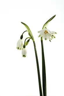 Spring Snowflake Impressions: Spring Snowflake