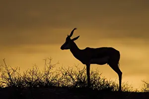 Antelope Species Impressions: Springbok