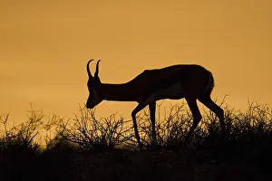 Mammalian Wildlife Impressions: Springbok