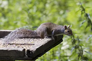 Rodents In Europe Impressions: Squirrel on top of a bird table