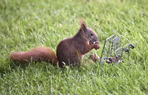 Northern German Wildlife Scene Impressions: A squirrel in grass eats nuts from a cage
