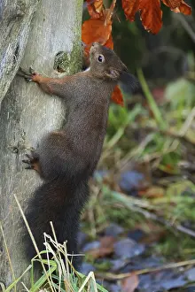 Squirrel Climbing Tree Impressions: Squirrel, Sciurus, climbing up a tree
