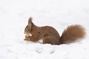 European Mammal Impressions: Squirrel (Sciurus), Germany