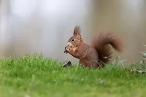 European Mammal Impressions: Squirrel (Sciurus), Germany