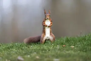 Central Europe Animals Impressions: Squirrel (Sciurus), Germany
