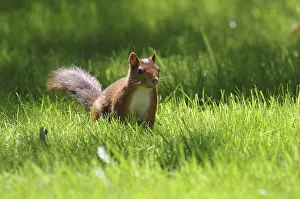 Central European Mammals Impressions: Squirrel (Sciurus), grass, sunlight, Germany