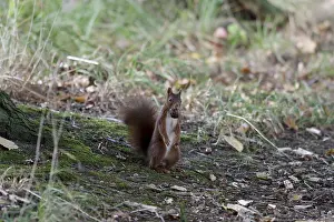 Deserted Forest Scenes Impressions: Squirrel (Sciurus), nut, forest floor