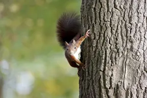 Tree Trunk Wildlife Impressions: Squirrel (Sciurus), tree trunk, Germany