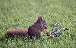 Deserted Supermarket Scene Impressions: A squirrel sits in the grass and eats nuts from a small cage
