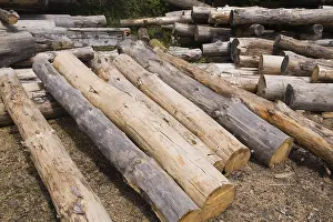 Raw Wood Material Impressions: Stack of Eastern white pine tree logs