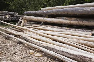 Stacked Wooden Logs Impressions: Stack of Eastern white pine tree logs