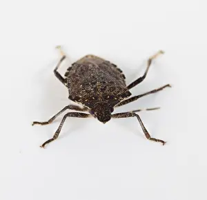 Shield Bug Impressions: Stink bug or Shield bug facing the camera on a white background