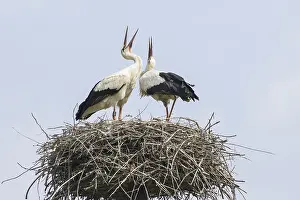 Wildlife Breeding Ground Impressions: Two storks in the nest