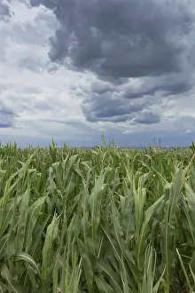 Gloomy Farmland Impressions: Storm clouds over corn fields