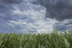 Gloomy Farmland Impressions: Storm clouds over corn fields