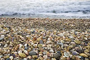 Sea Shore Landscape Impressions: Stranded seashells, beach