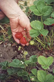 Red Strawberry Impressions: Strawbery