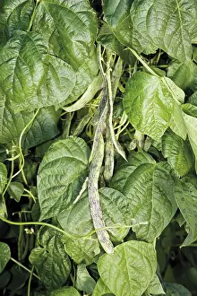 Green Plant Life Impressions: String beans
