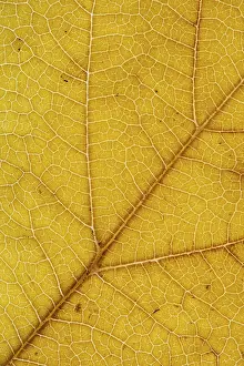 Autumn Leaf Structure Impressions: Structure of an autumn-colored leaf