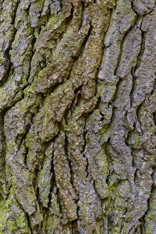 Oak Tree Bark Impressions: Structure of the bark of an oak (Quercus)