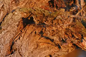 Deciduous Tree Structure Impressions: Detail of the structure of the bark of a willow tree