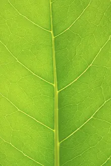 Close Up Leaf Impressions: Structure of a leaf