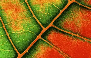 Close Up Leaf Impressions: Structure of a leaf