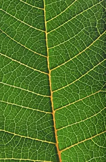 Close Up Leaf Impressions: Structure of a leaf