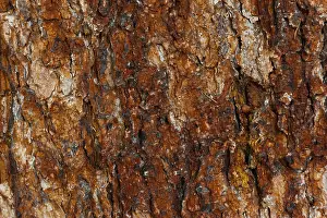 Deserted Tree Scene Impressions: Structure of a tree bark, bark