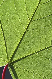 Nature Botany Photography Impressions: Structures on a maple leaf, macro