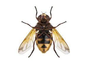Studio Shot Insect Impressions: Studio shot of a hoverfly insect
