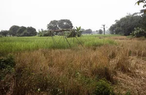 Abandoned Farm Field Impressions: Subtitle: Rice field of the teacher Roten