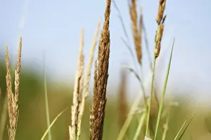 Deserted Summer Landscape Impressions: Summer grass background