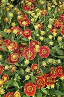 Botany Images Impressions: Sun Bride Ruby Dwarf ( Helenium spec.)