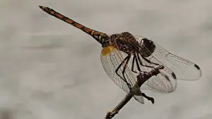 Dragonfly Close Up Impressions: Sun pointer (trithemis) on a branch