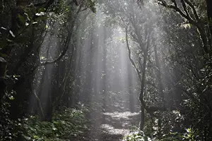 Sunlight In Forest Impressions: Sun rays passing through the cloud forest