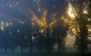 Evening Light In Nature Impressions: Sun rays shining through row of trees