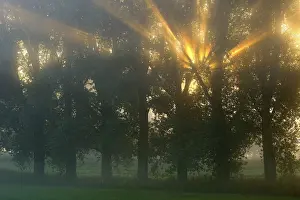 Evening Light In Nature Impressions: Sun rays shining through row of trees