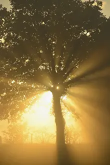 Backlit Tree Impressions: Sun rays in a tree, Dingdener Heide