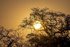 African Savannah Scene Impressions: Sun setting behind leafless trees