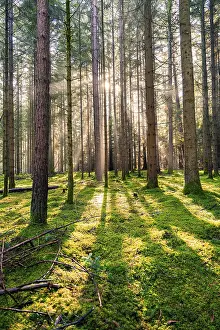 Sunlight In The Woods Impressions: Sun shines through the forest and creates a dynamic pattern of light and shadow