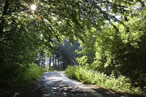 Backlighting In The Woods Impressions: Sun shining on a forest path, backlit