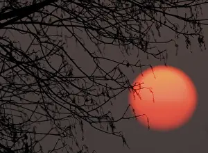 Tree Branch Silhouette Impressions: Sun behind tree