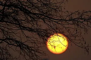 Nature Scenery Impressions: Sun behind tree