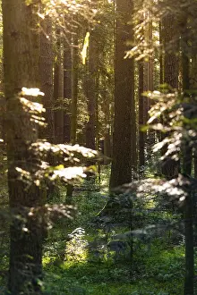 Sunbeams In Forest Impressions: Sunbeams through a dense forest with a small path