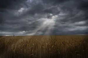 Agricultural Crop Landscape Impressions: Sunbeams with dramatic sky over a cornfield