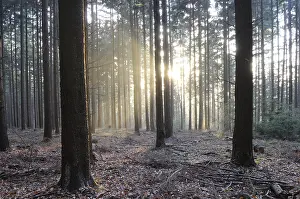 Deserted Woods Impressions: Sunbeams, forest, rays, tree, trees