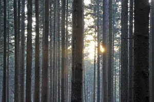 Deserted Woods Impressions: Sunbeams, forest, rays, tree, trees