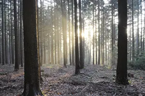 Deserted Woods Impressions: Sunbeams, forest, rays, tree, trees